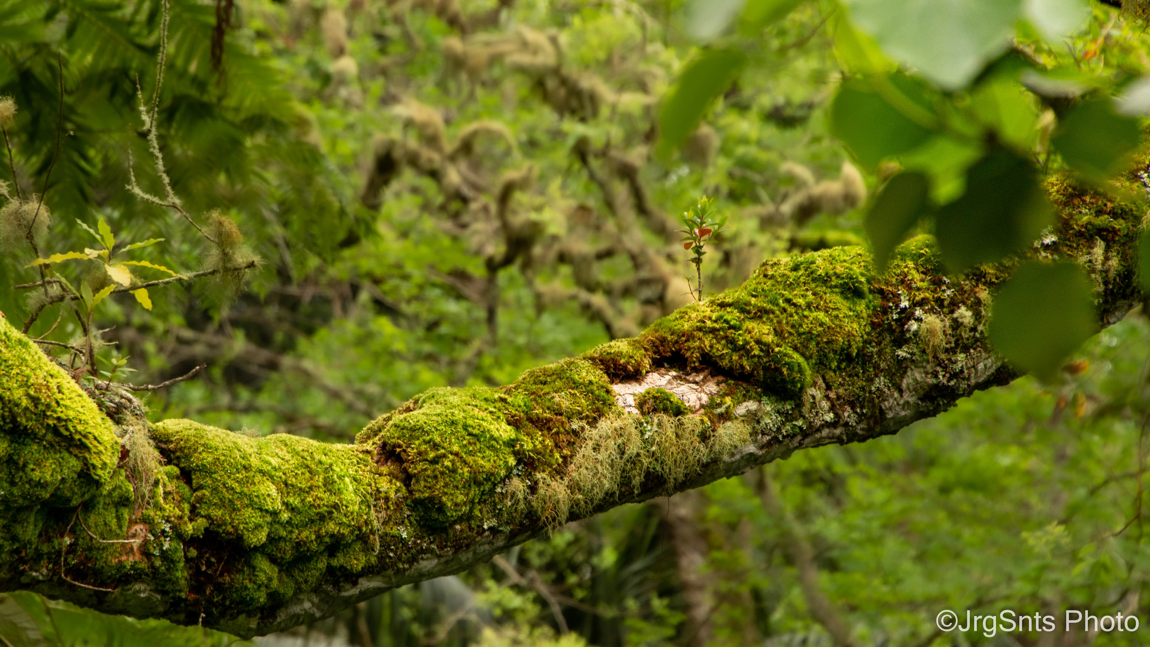 Azores (Portugal), abril/2023.