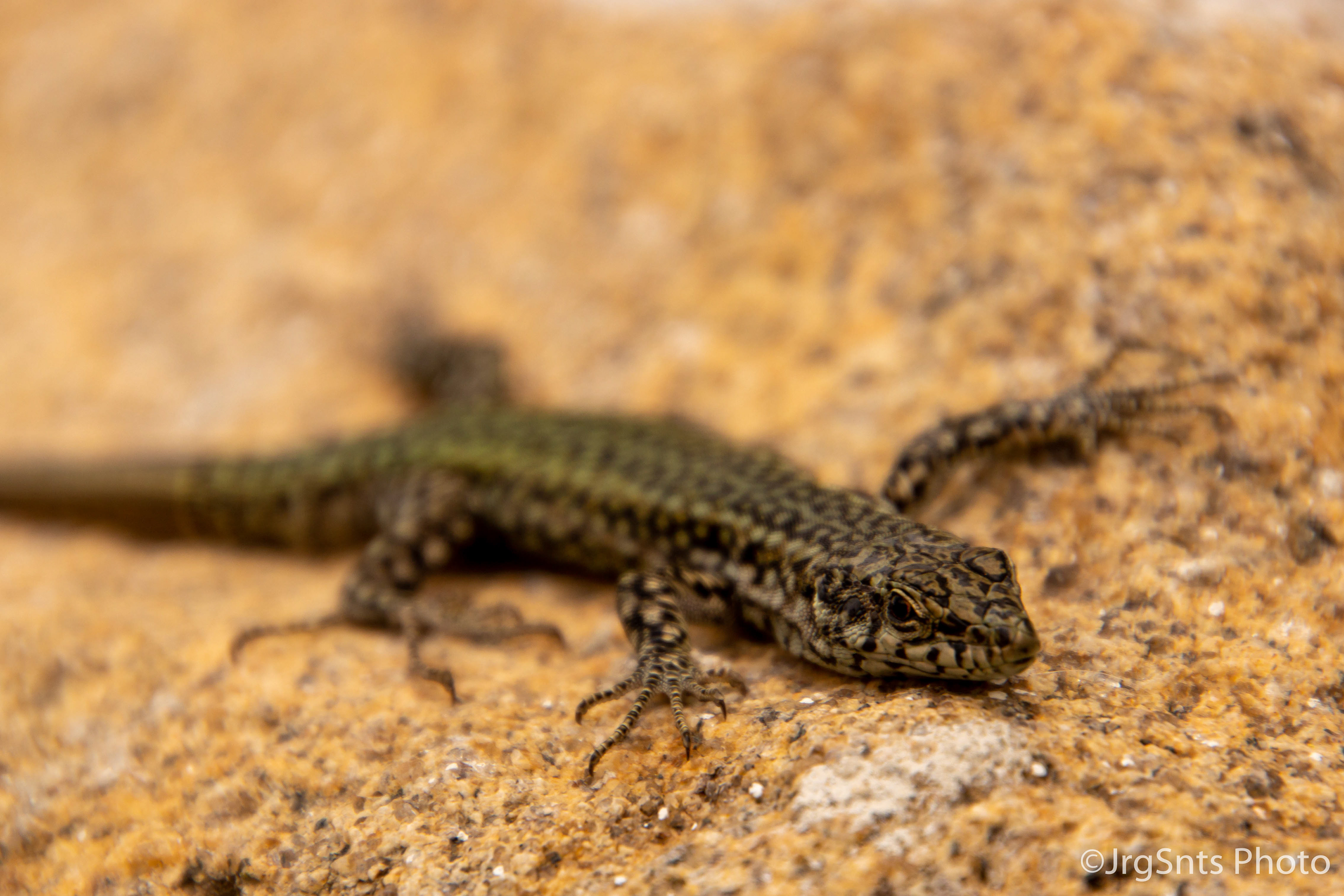 Castelo de Vide (Portugal), may/2019.
