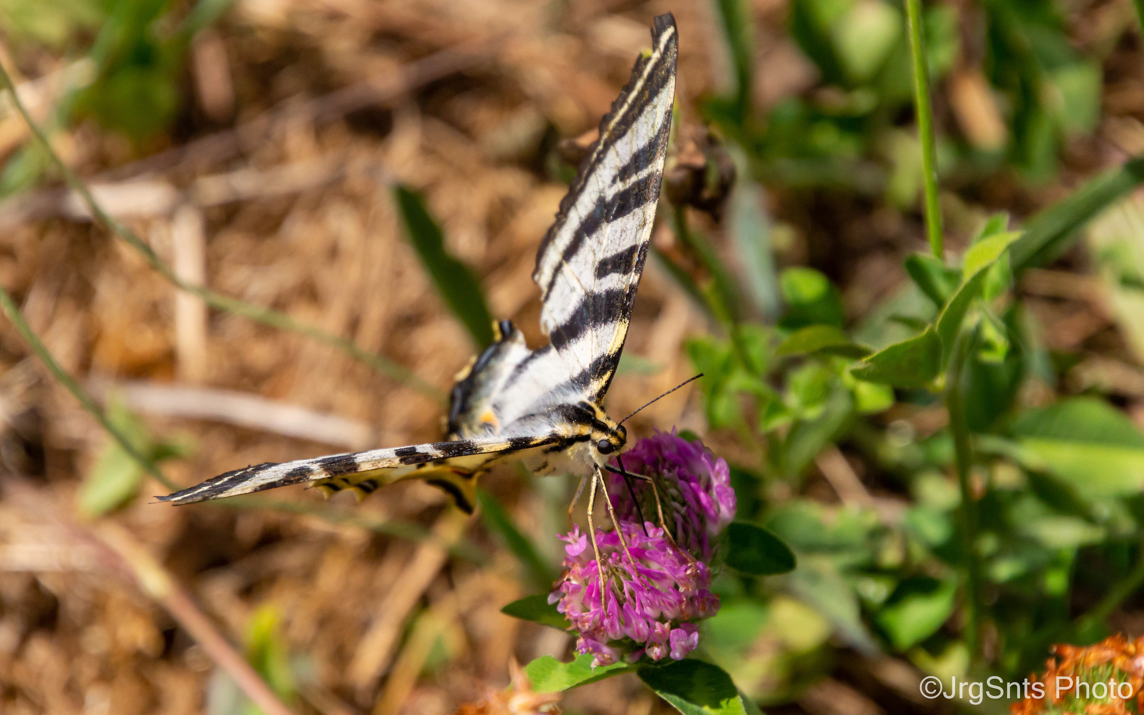 Tomar (Portugal), july/2021.