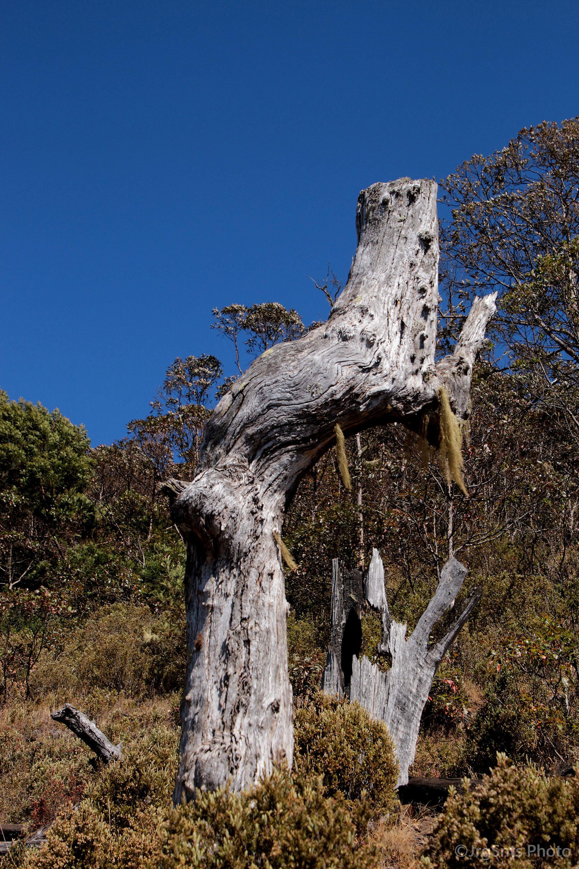 Timor-Leste/2015