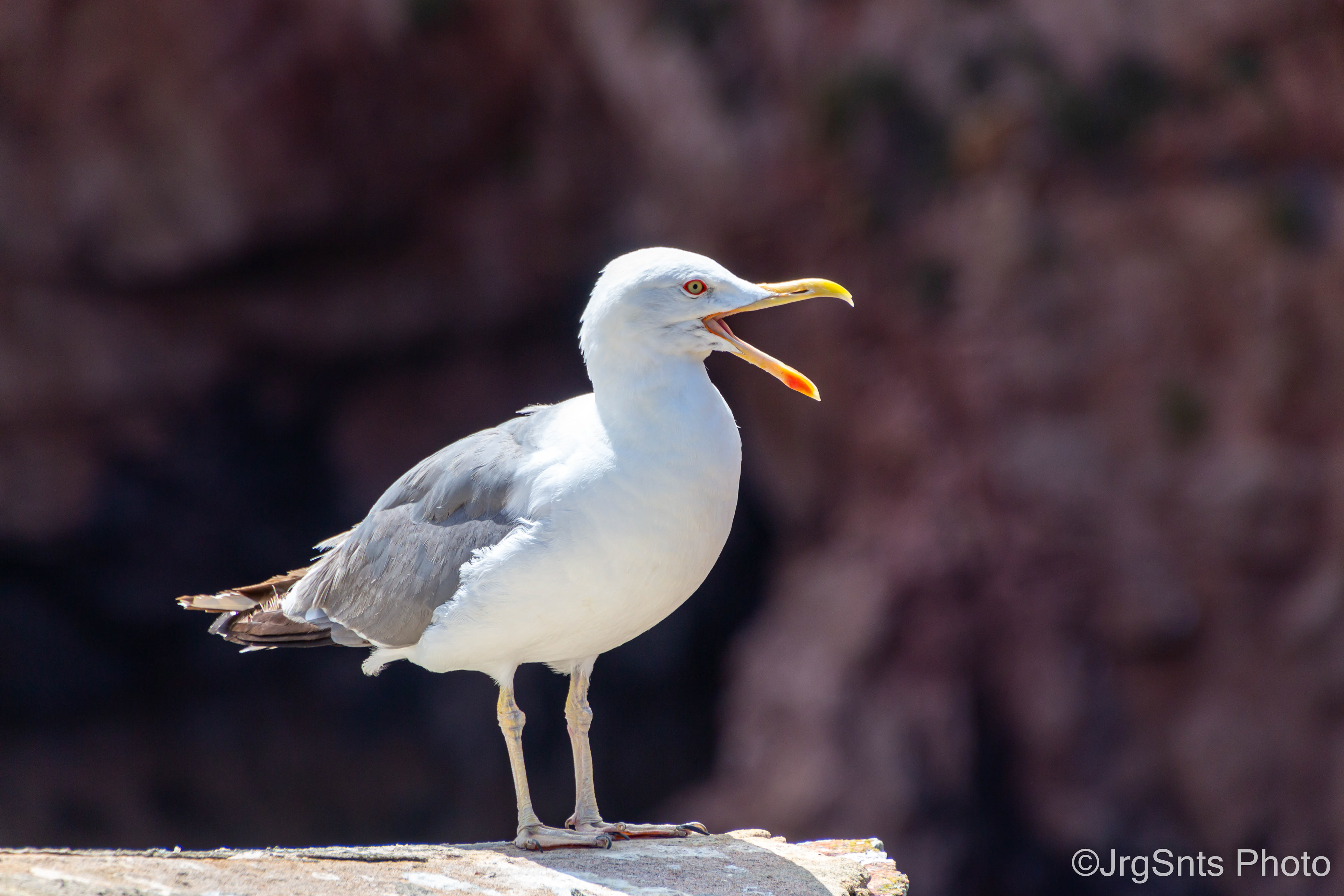 Berlengas (Portugal), july/2021.