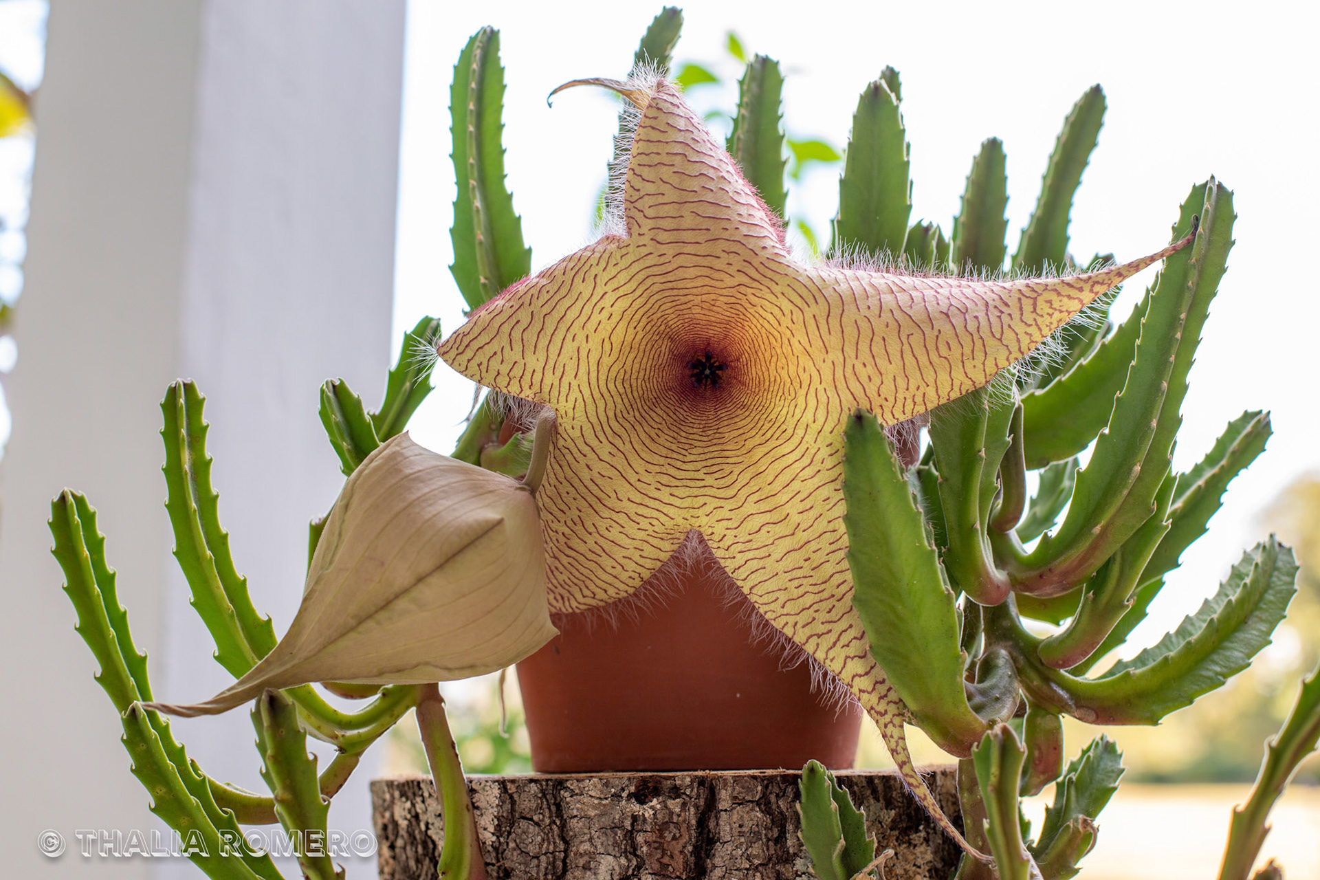 Stapelia gigantea, Starfish Flower