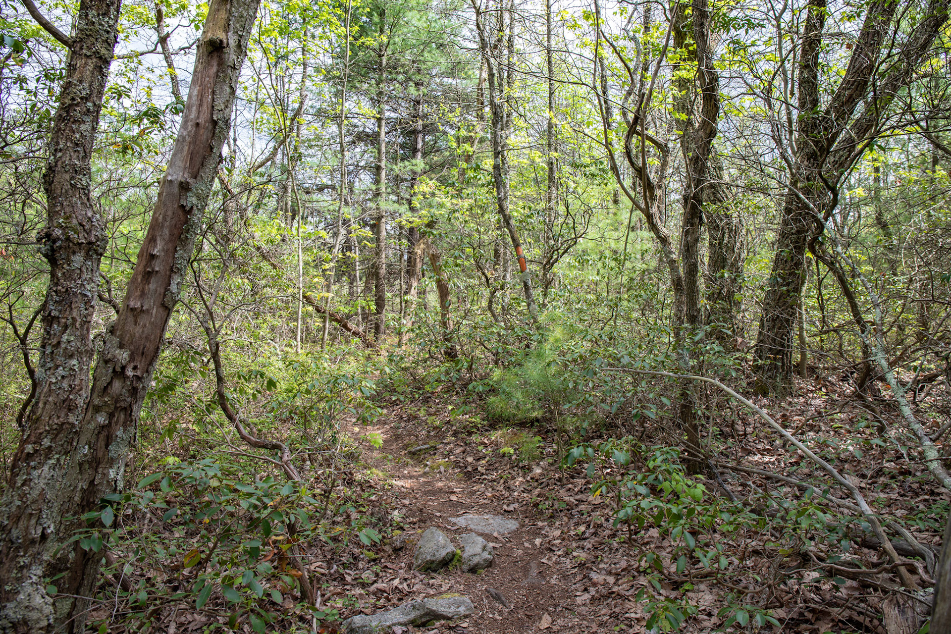Trail