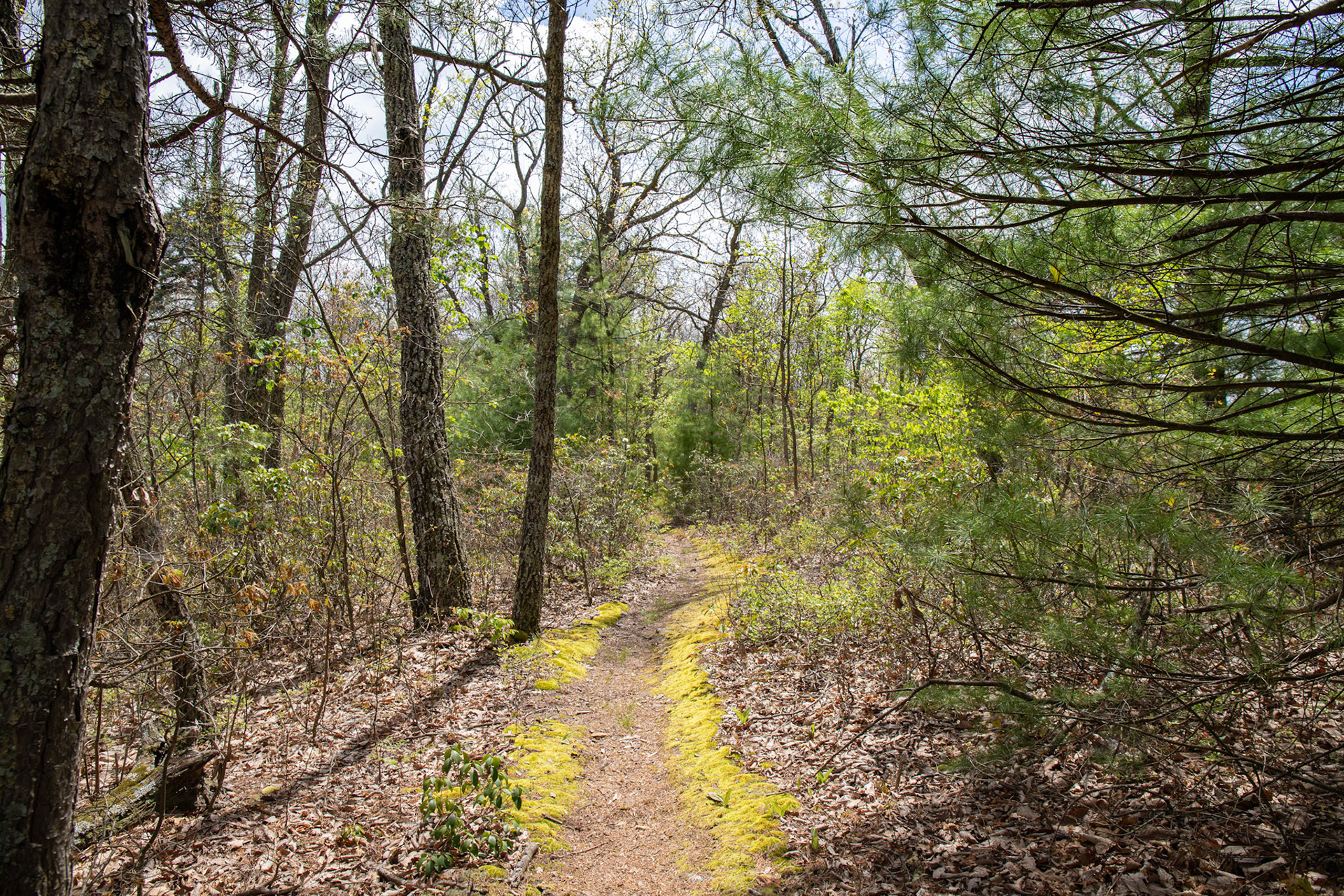 Trail