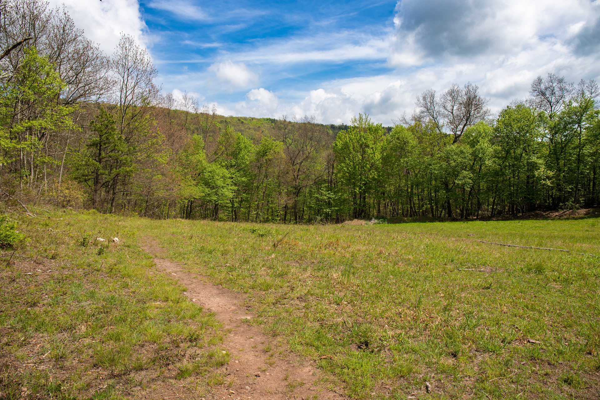Meadow on the Bird Knob Trail