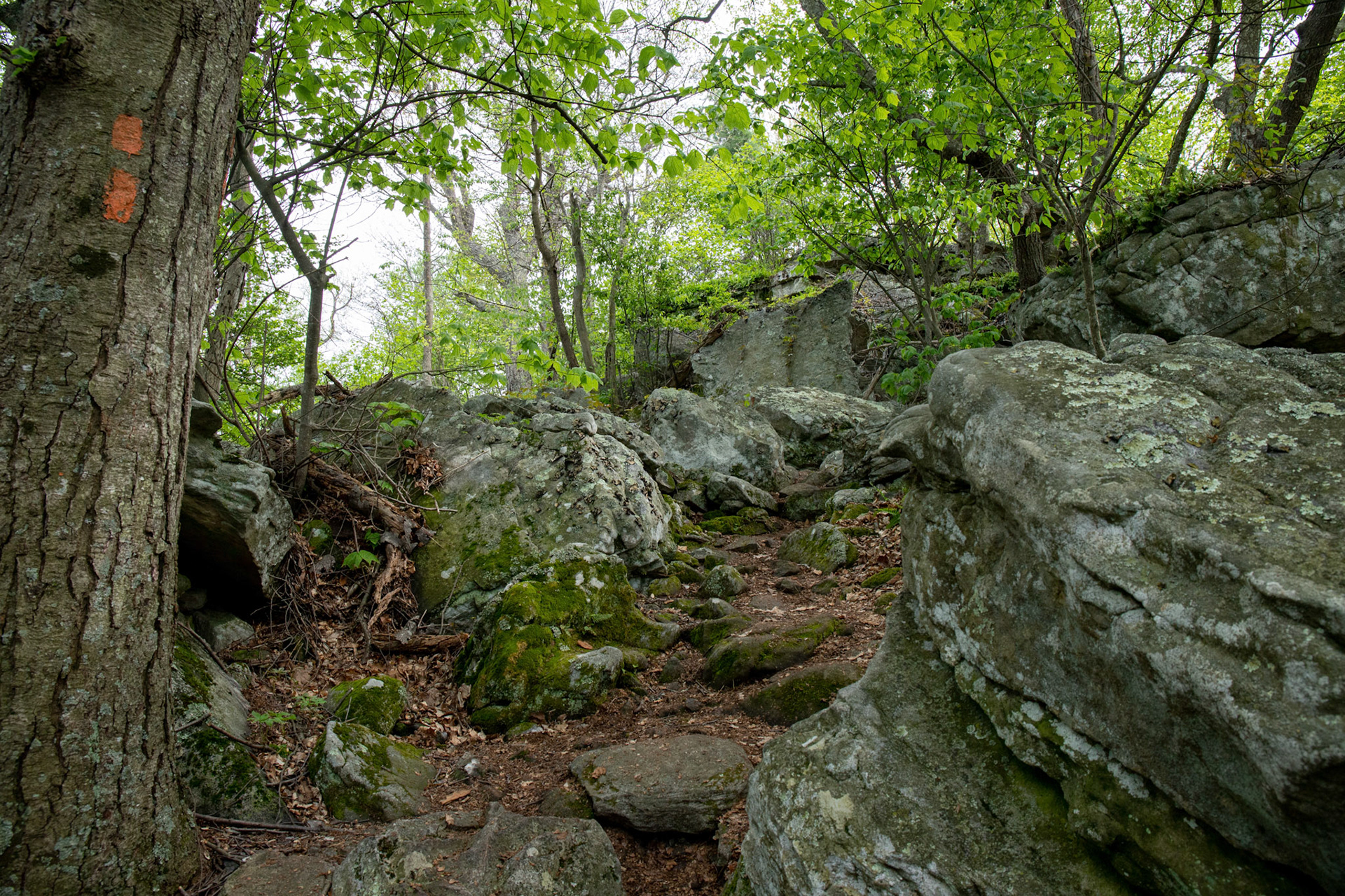 The uphill section of the Massanutten Trail