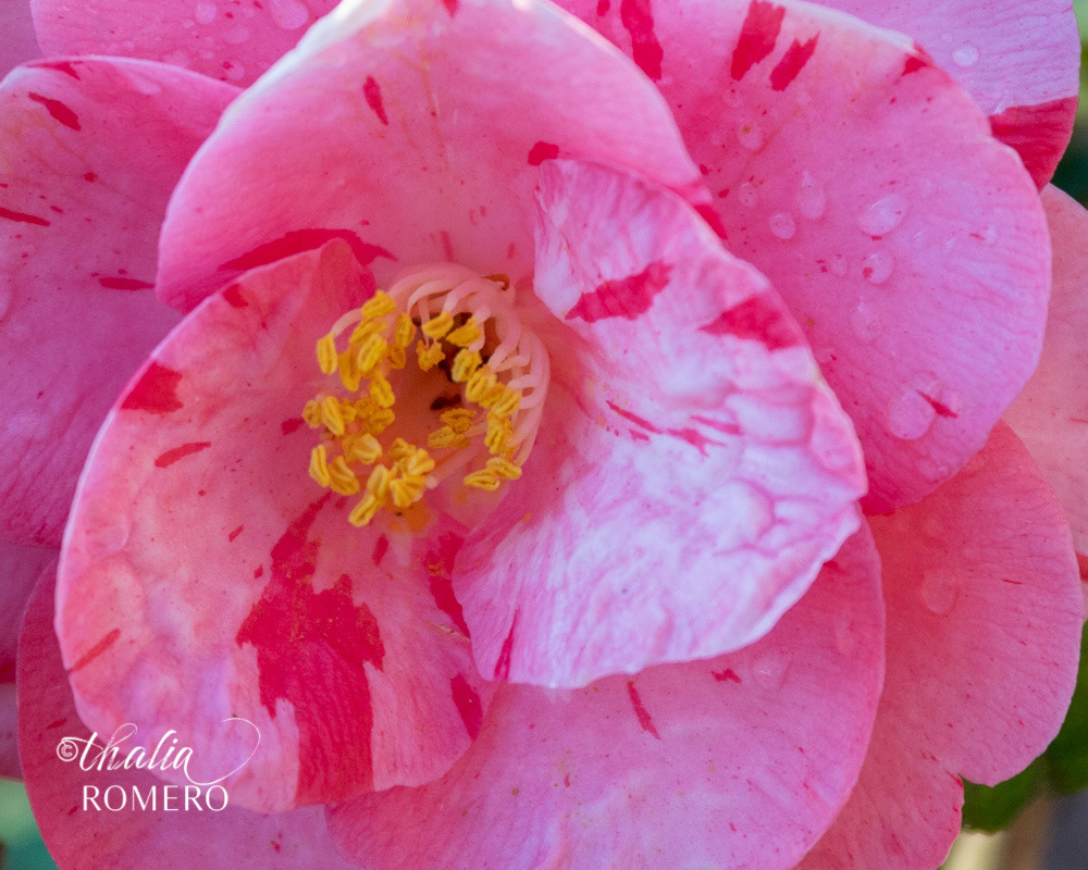 Camellia Flower at River Farm. Camellia japonica