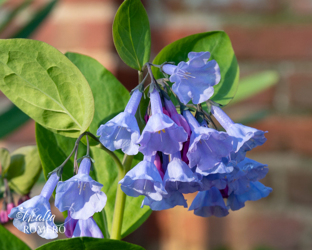 Virginia Bluebell at River Farm. Mertensia virginica