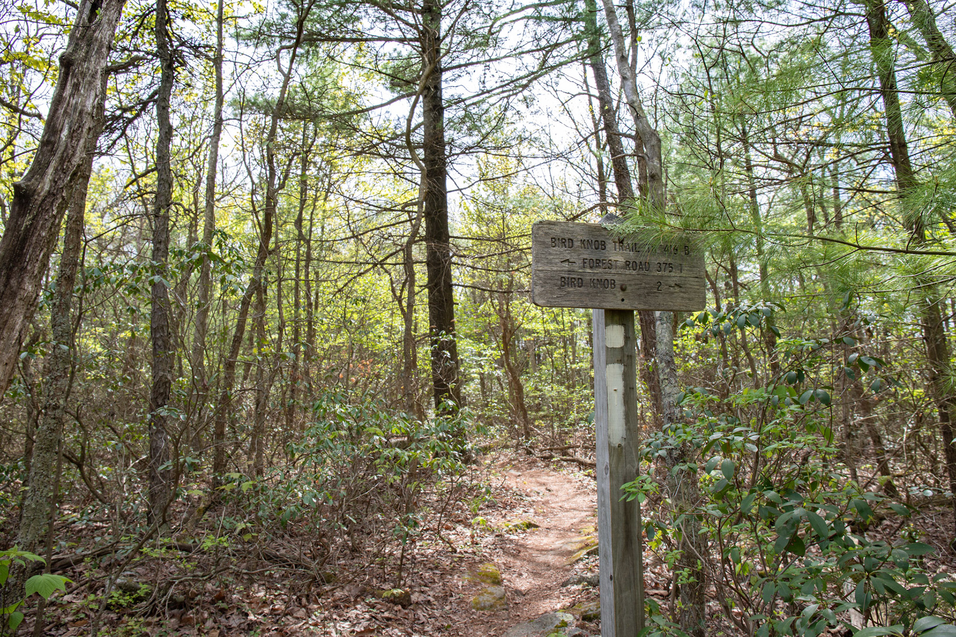 Intersection of Bird Knob & Massanutten Trail