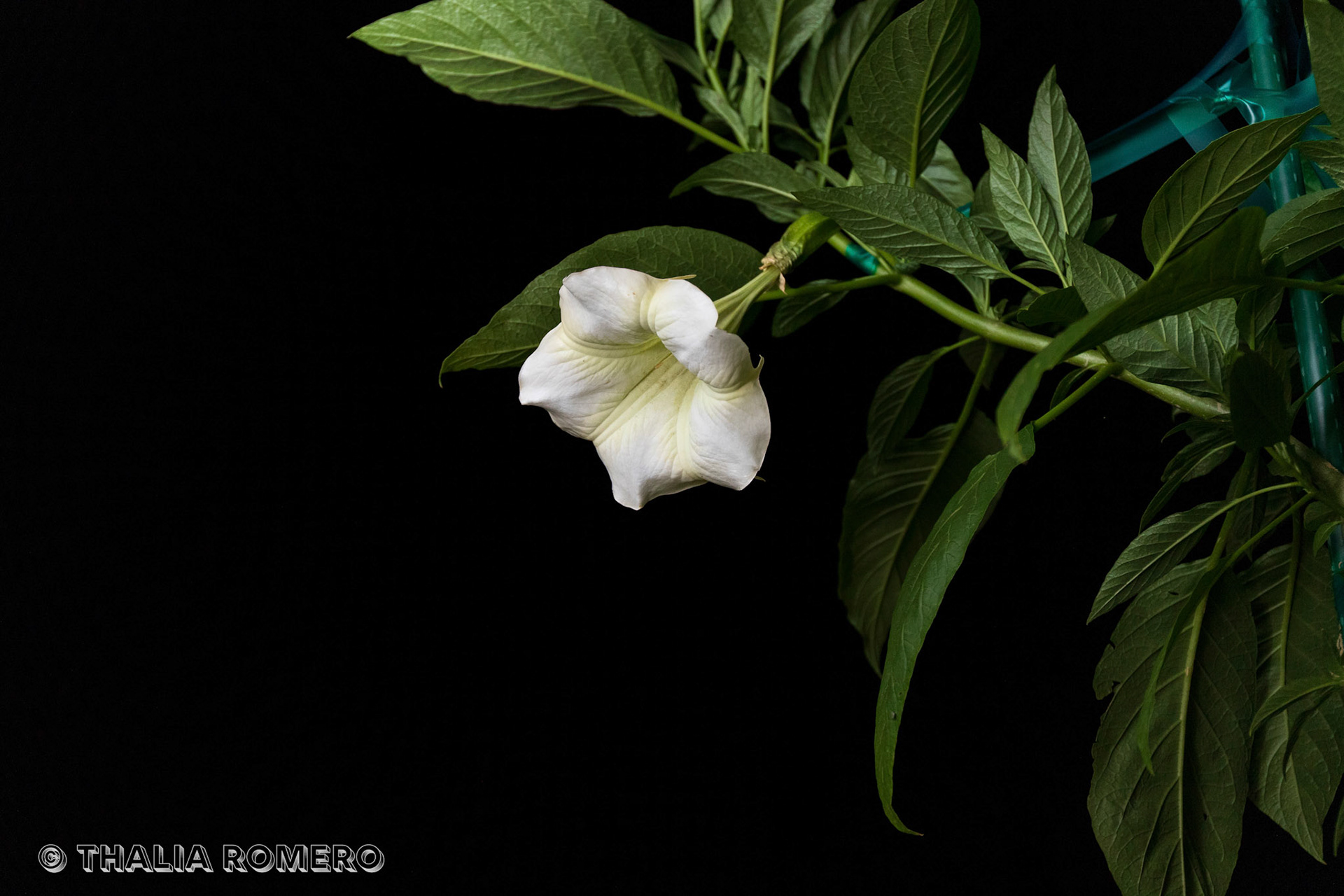 White Brugmansia blooming at night