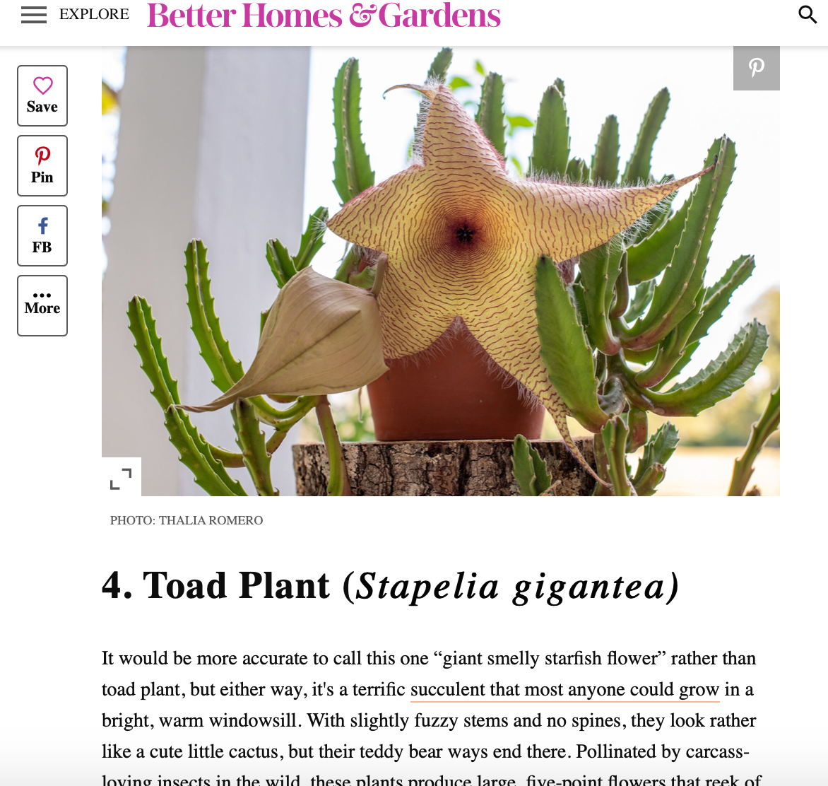 Better Homes & Gardens Website, Spooky Houseplants Article