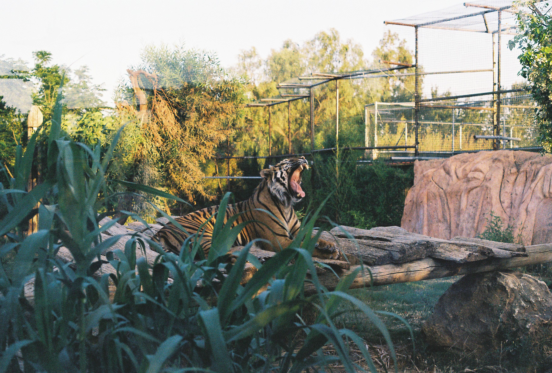 "Jungle in the City"