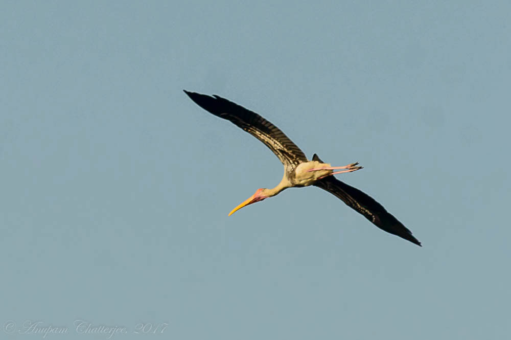 Painted Stork