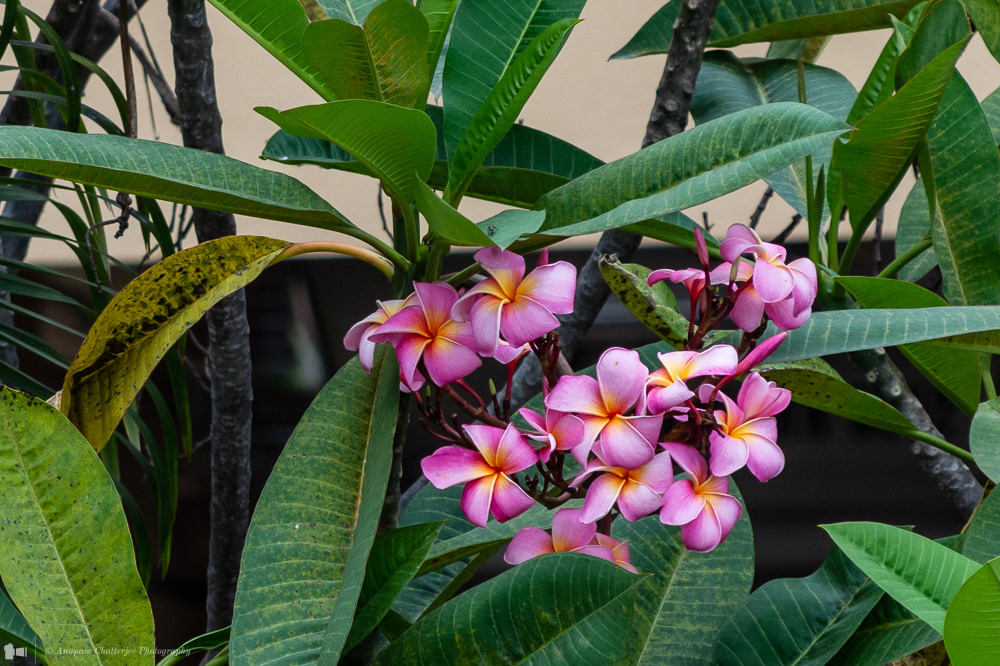 Red Frangipani