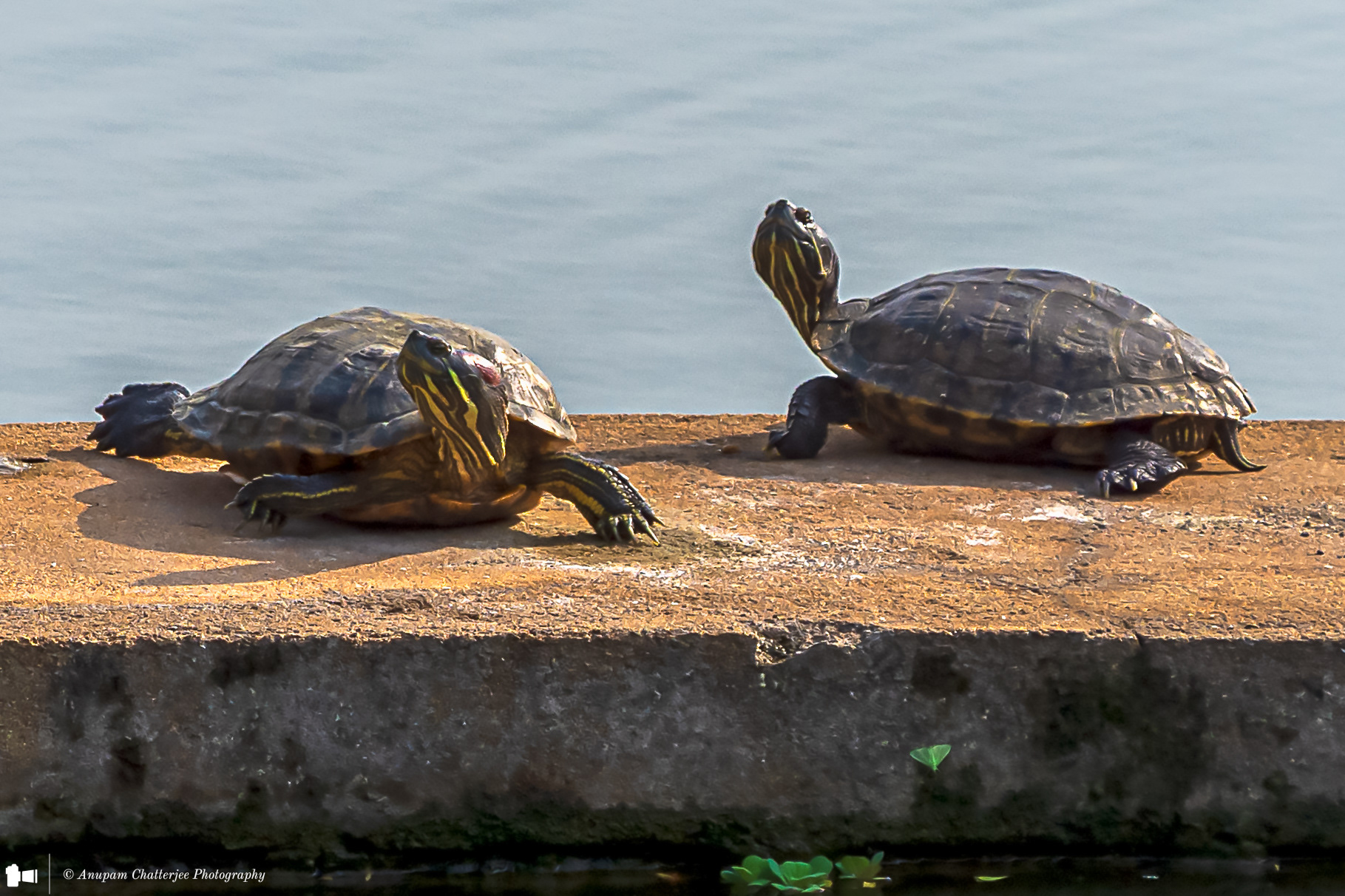 Red-eared Sliders