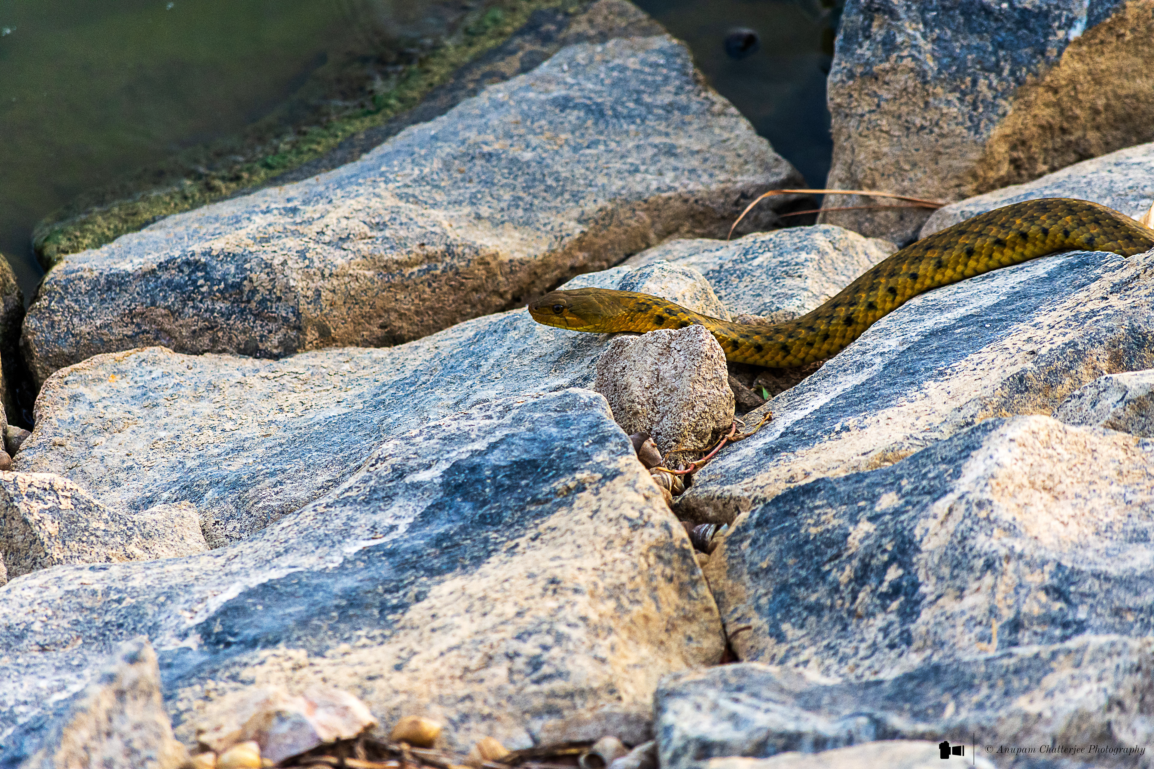 Checkered Keelback Snake - aka Asiatic Water Snake 