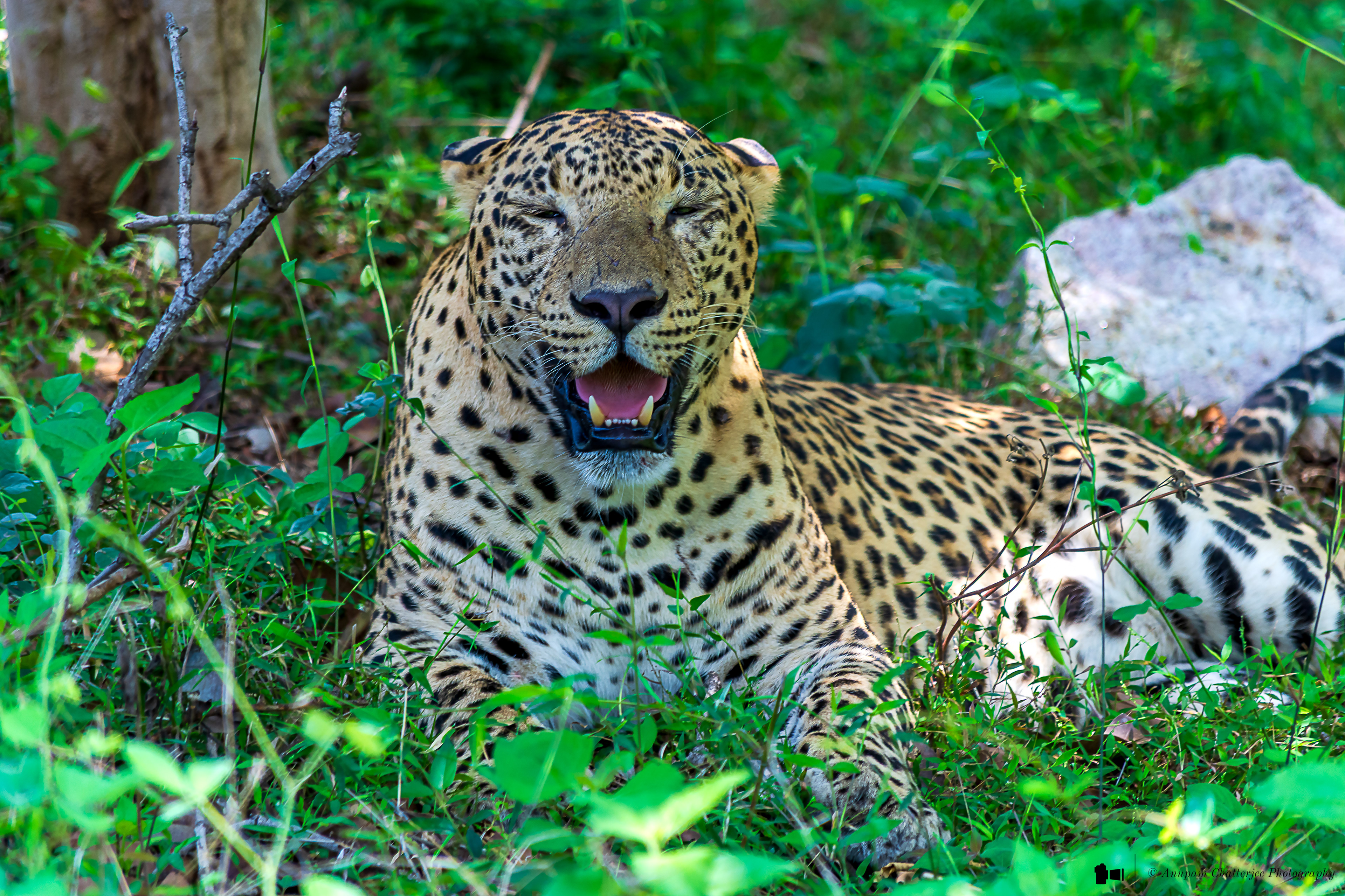 Indian Leopard
