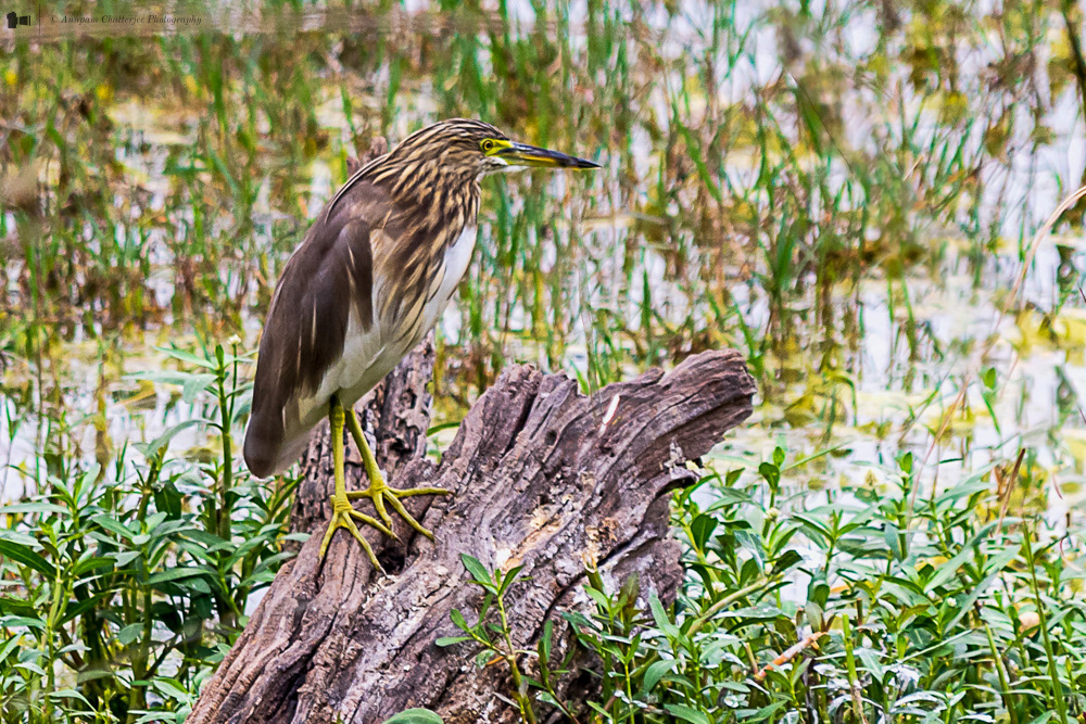 Indian Pond Heron