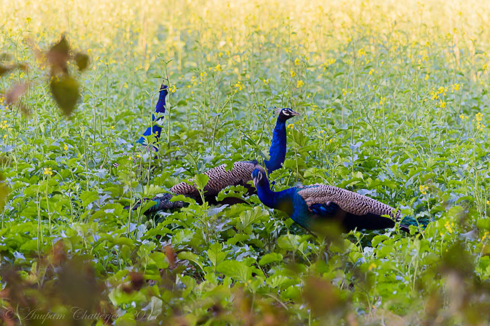 Peacock