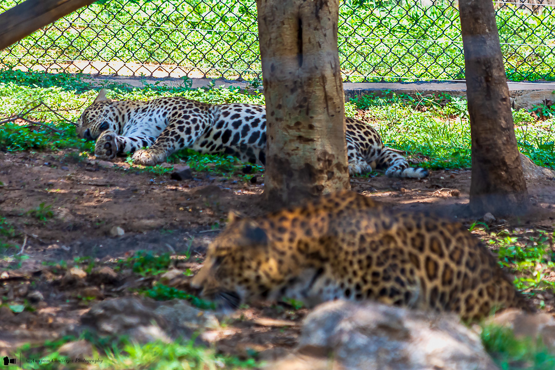Indian Leopard & a Jaguar