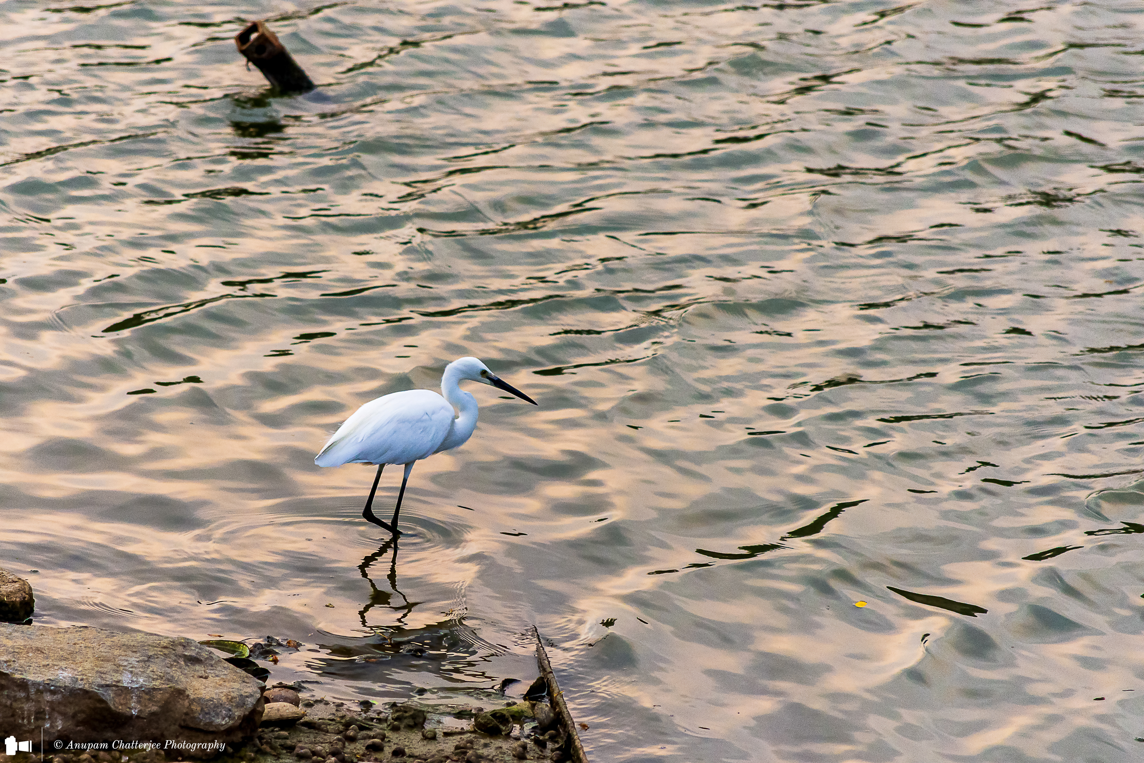 Great Egret