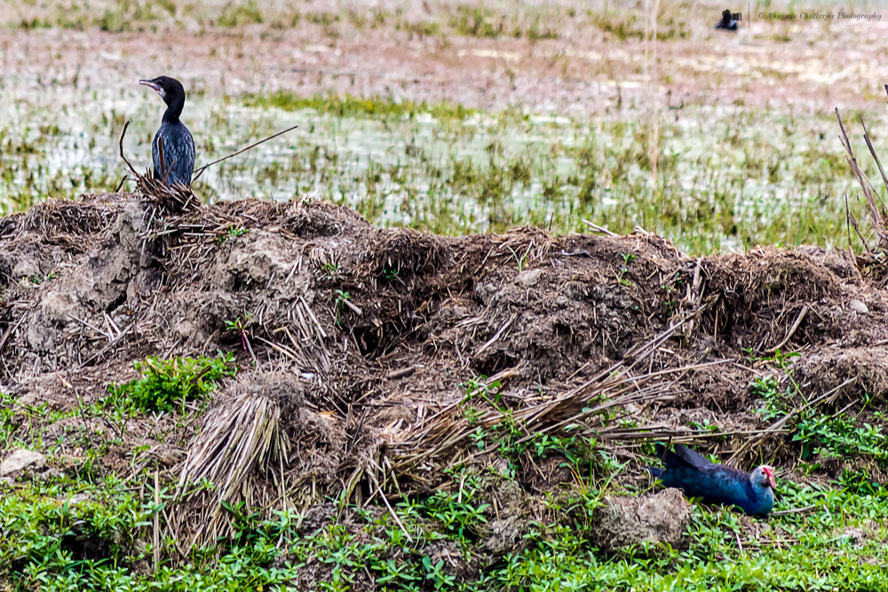 Great Cormorant