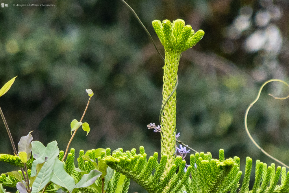 Tip of the Pine Tree