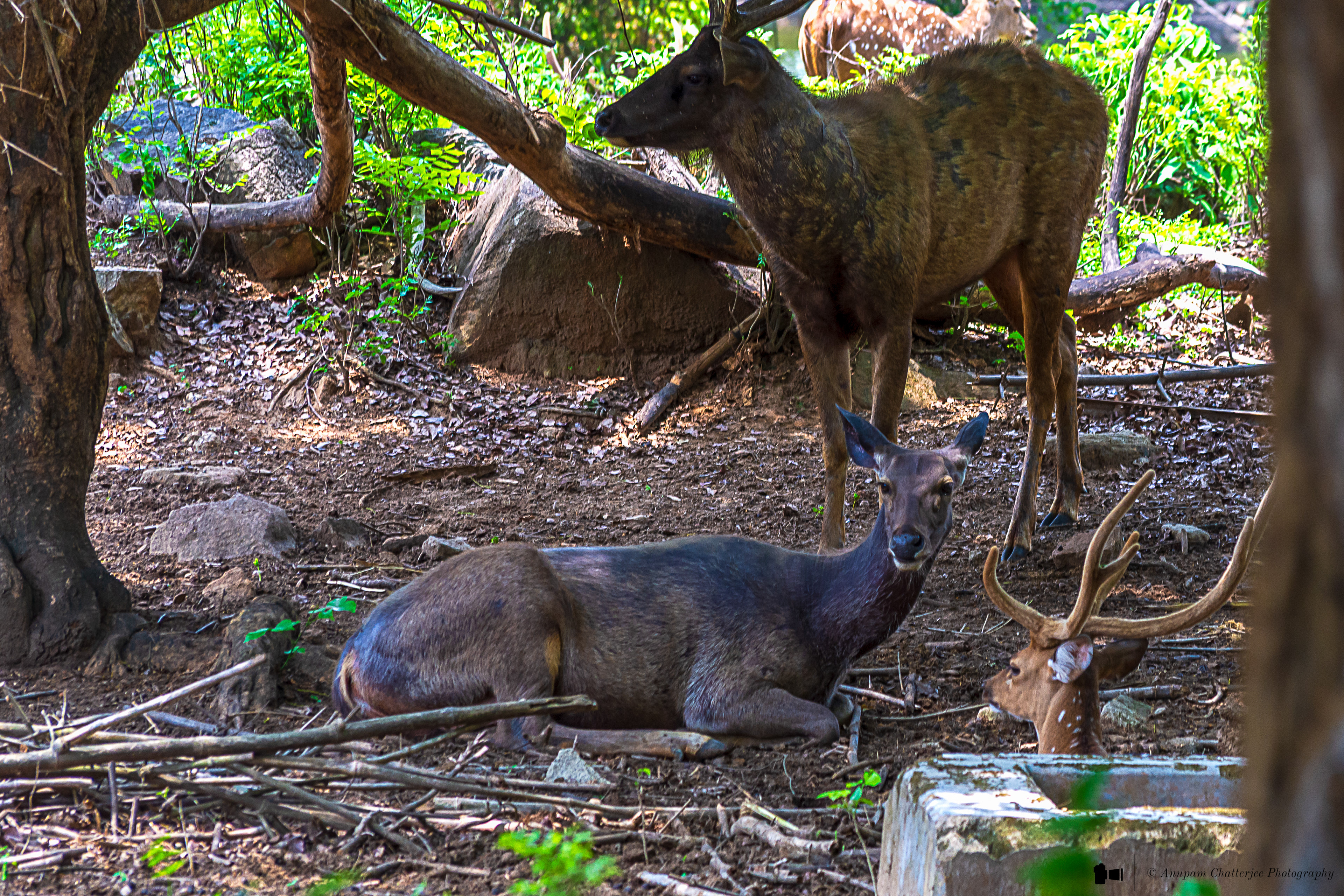 Sambar Deer