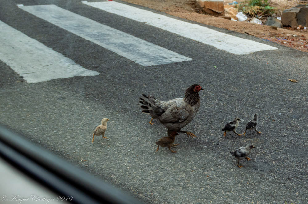 Common Fowl & Chicks