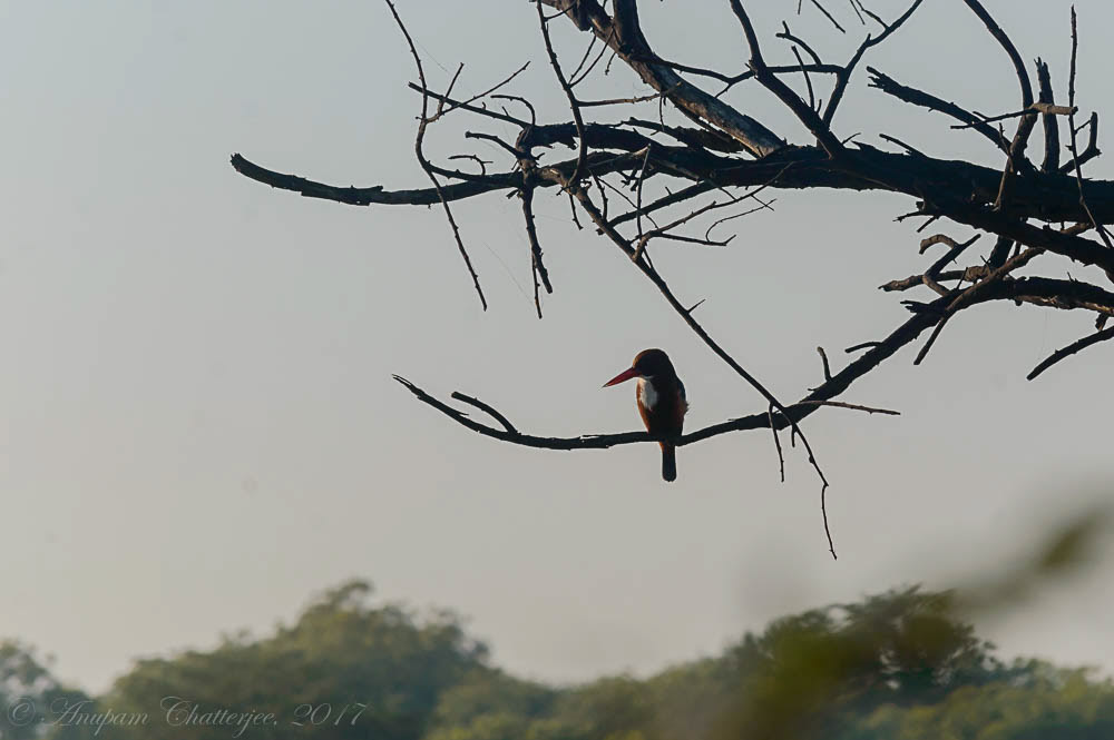 White Throated Kingfisher