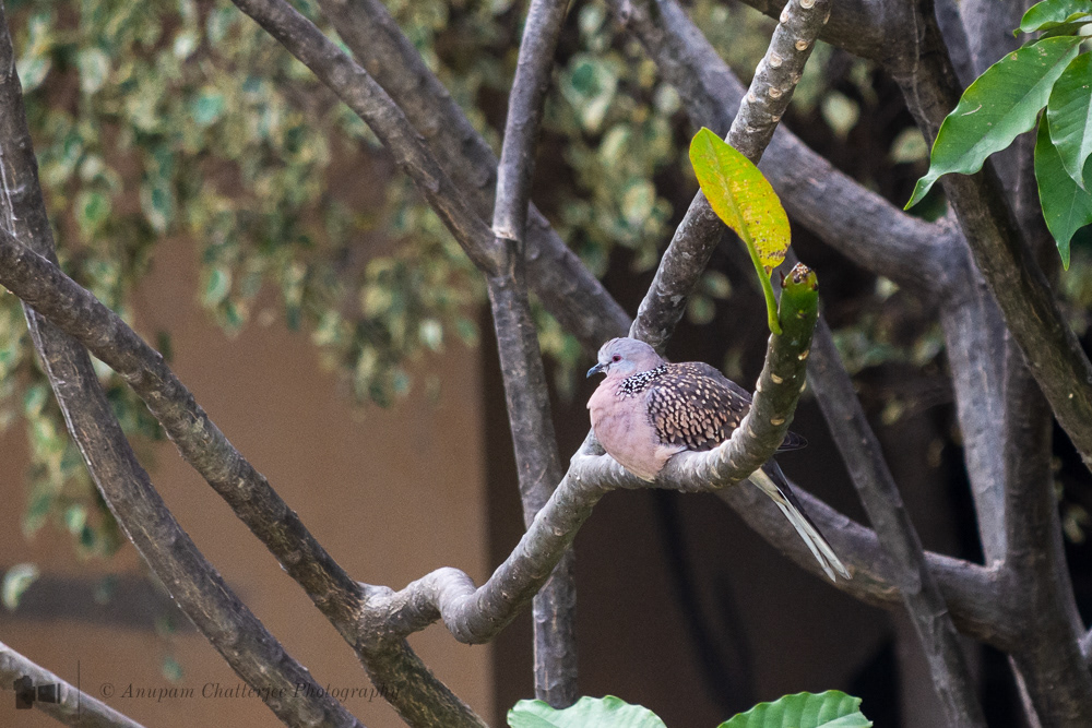 Spotted Dove