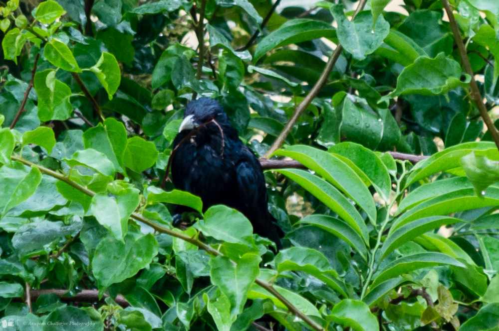 Asian Koel (Male)