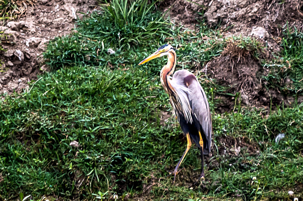 Purple Heron