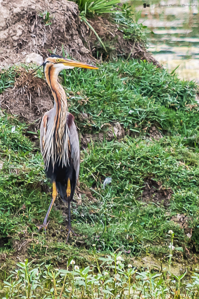 Purple Heron