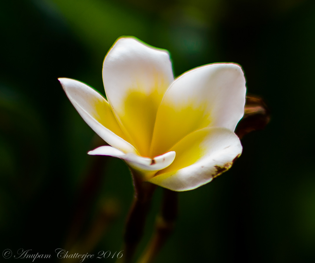 Frangipani