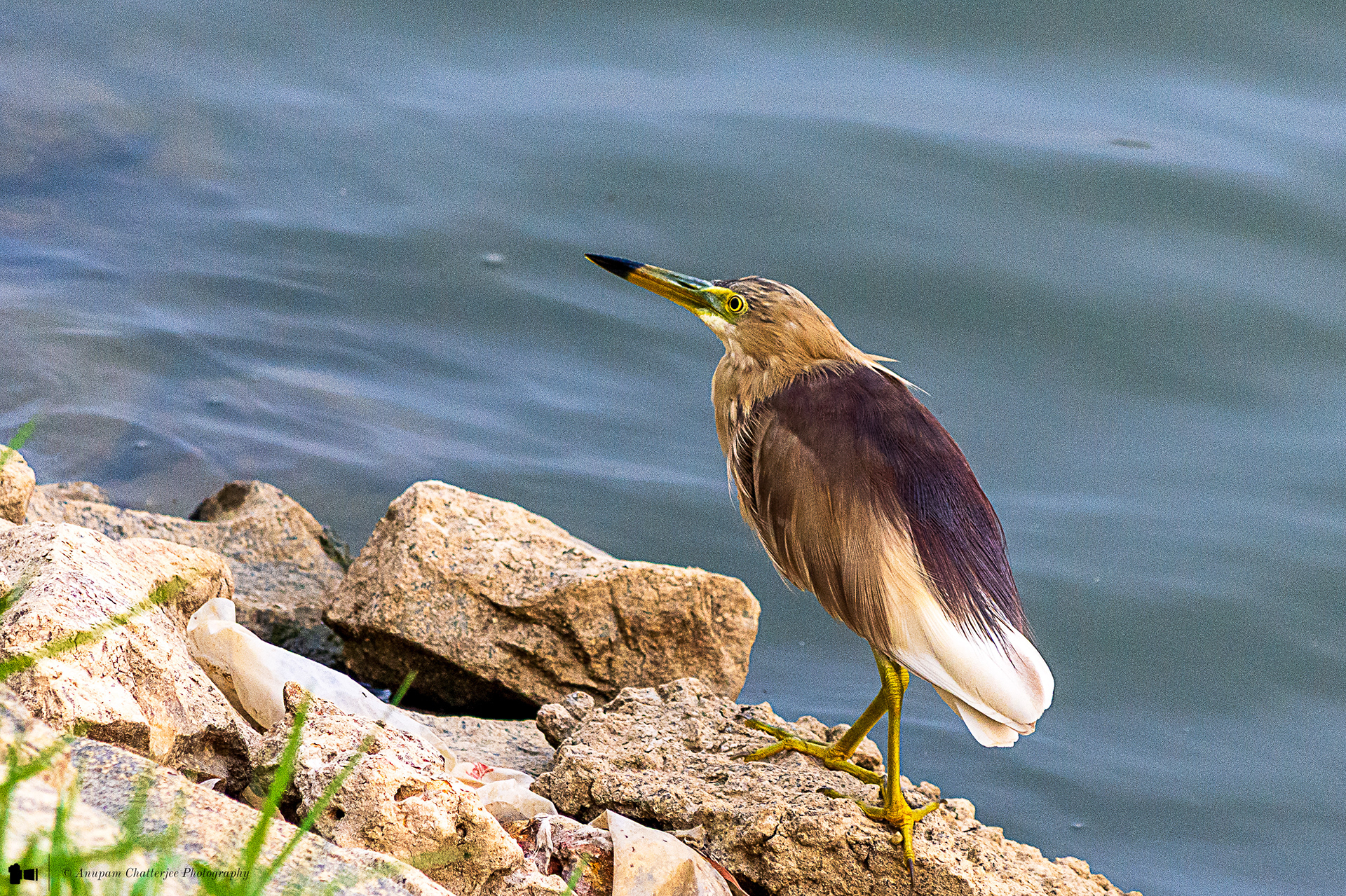 Indian Pond Heron