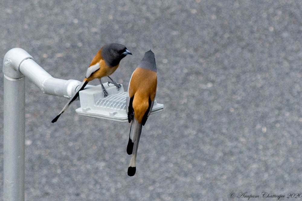 Rufous Treepie