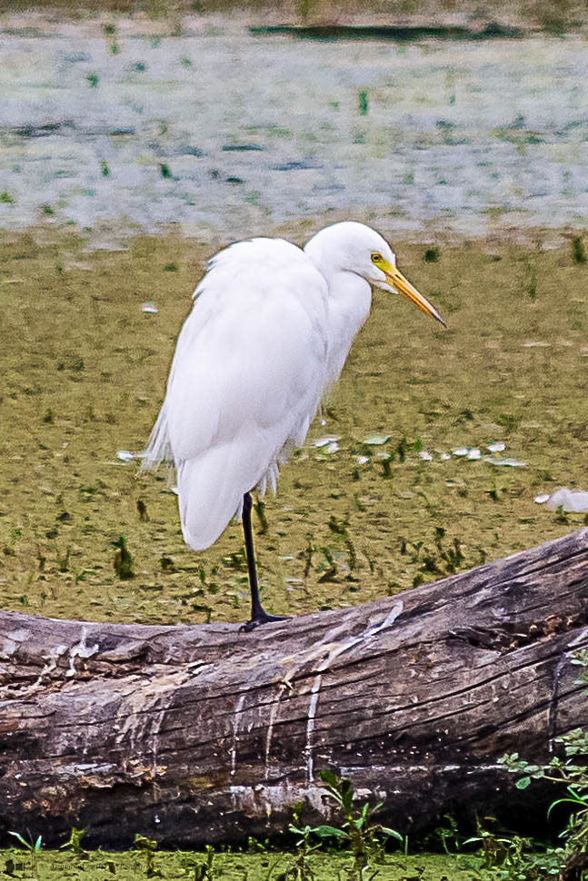 Great Egret