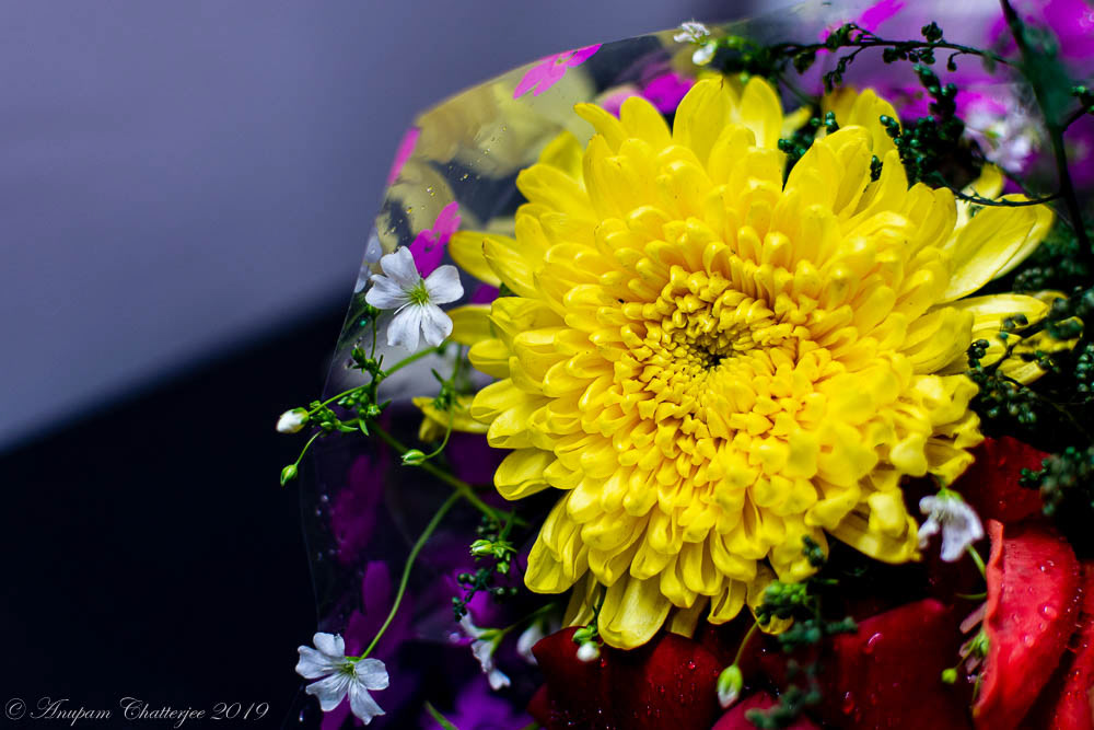 Chrysanthemum