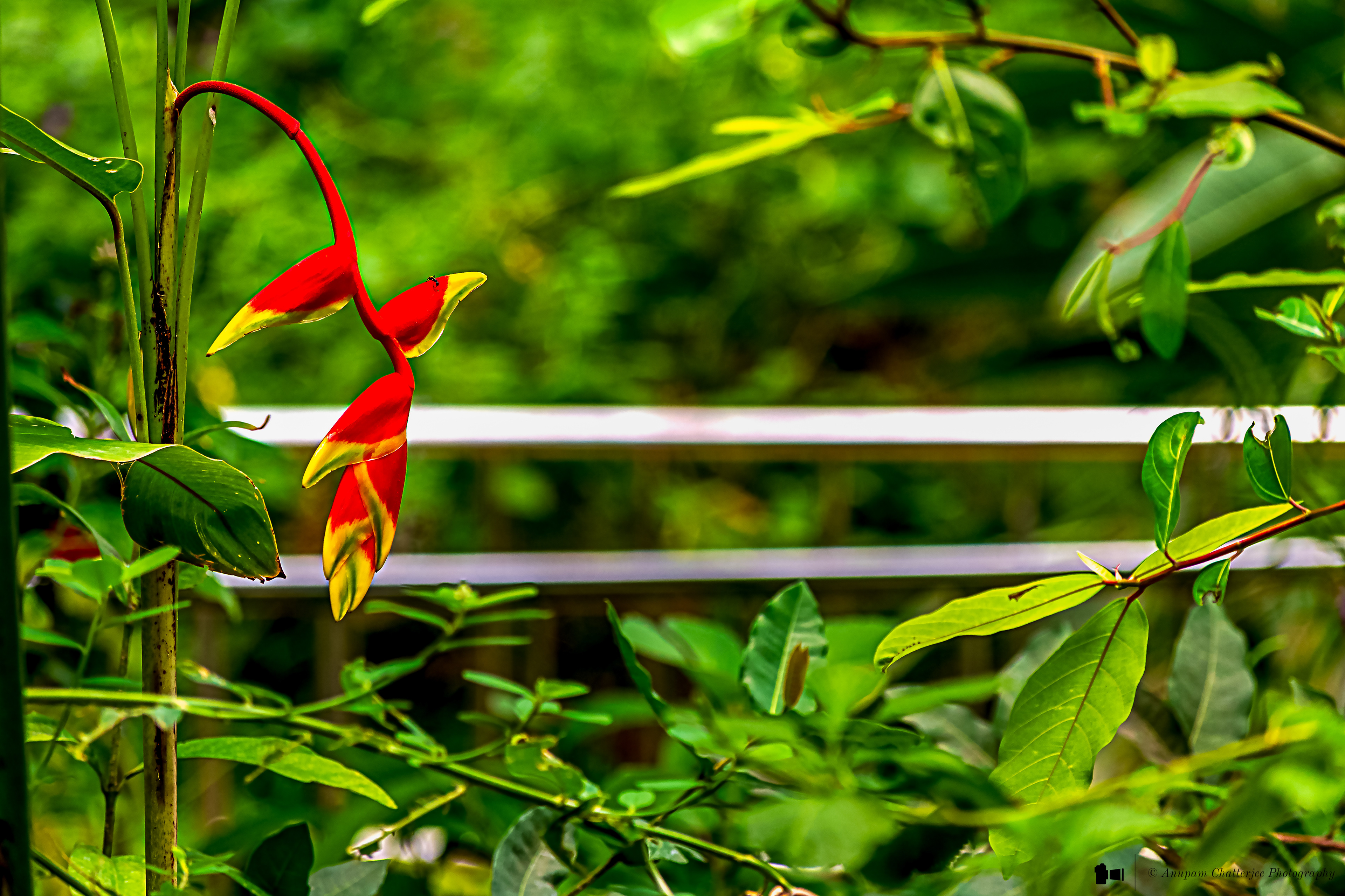 False Bird of Paradise aka Hanging Lobster Claw