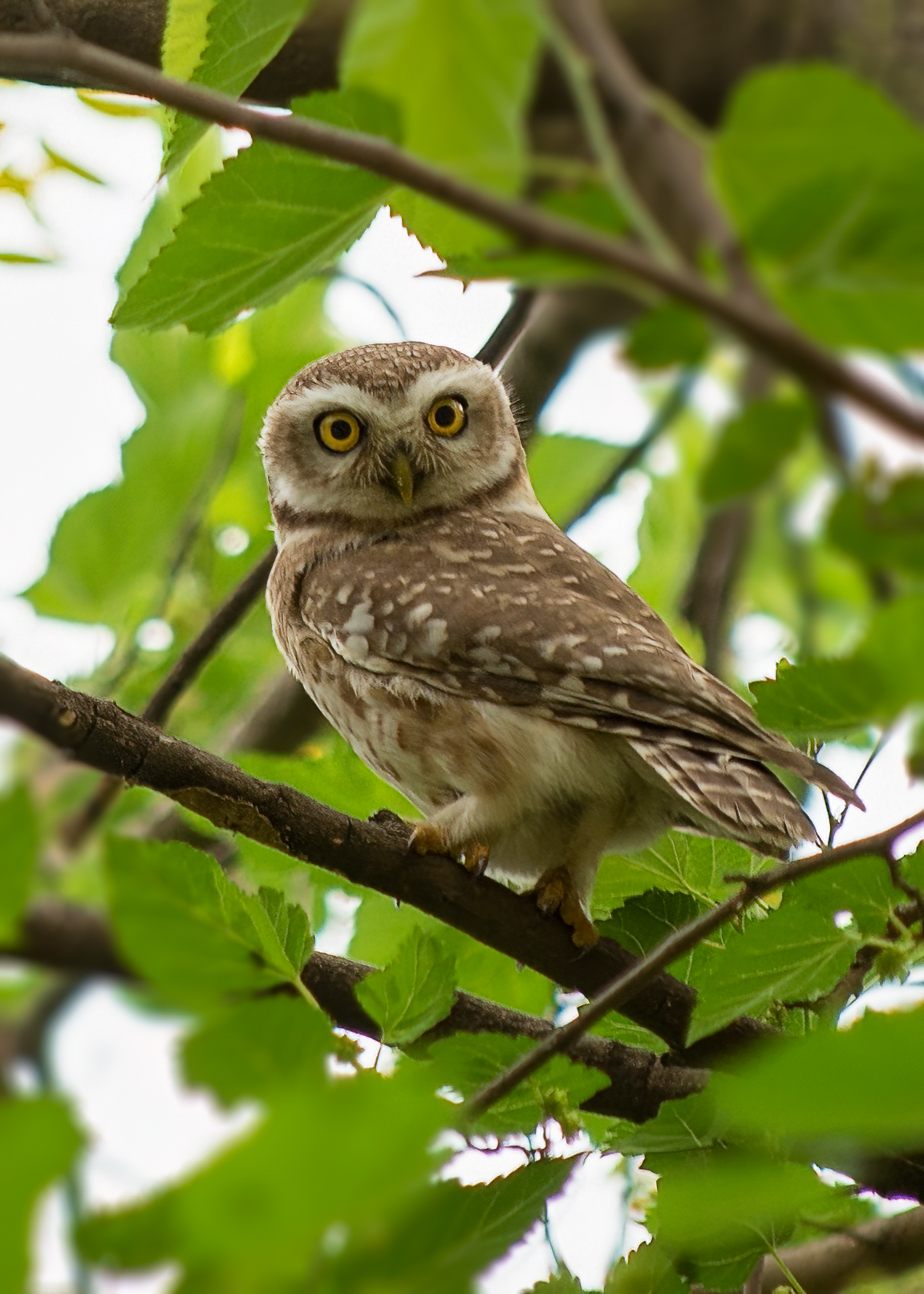 Spotted Owlet