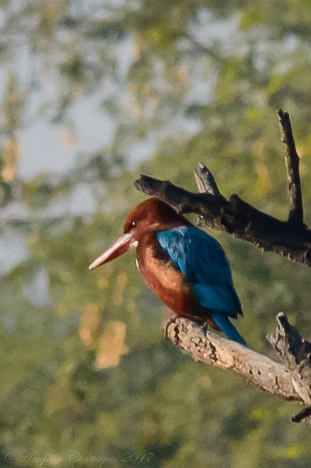 White Throated Kingfisher