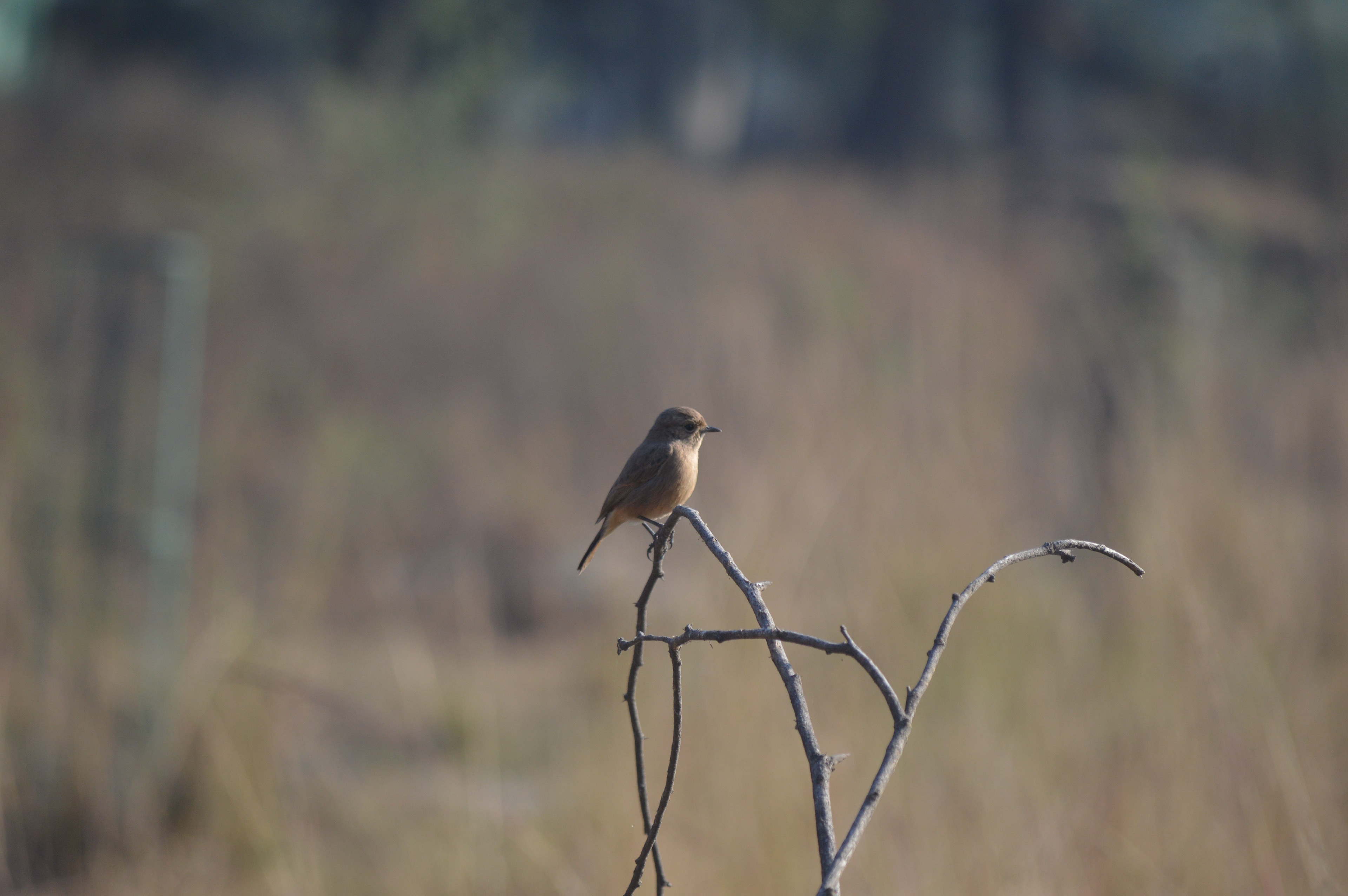 Common Redstart