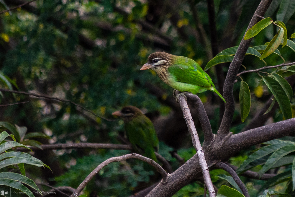 White Cheeked Barbet