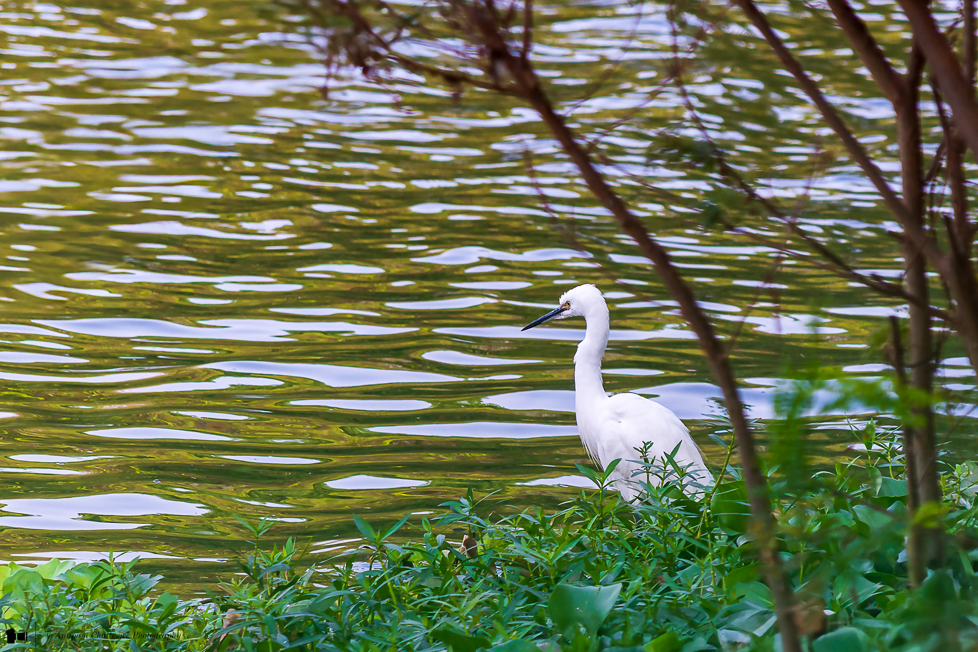Great Egret