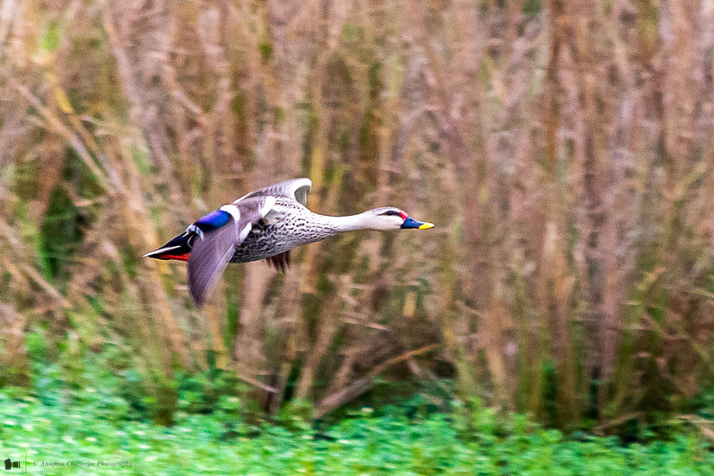 Indian Spot-billed Duck in flight