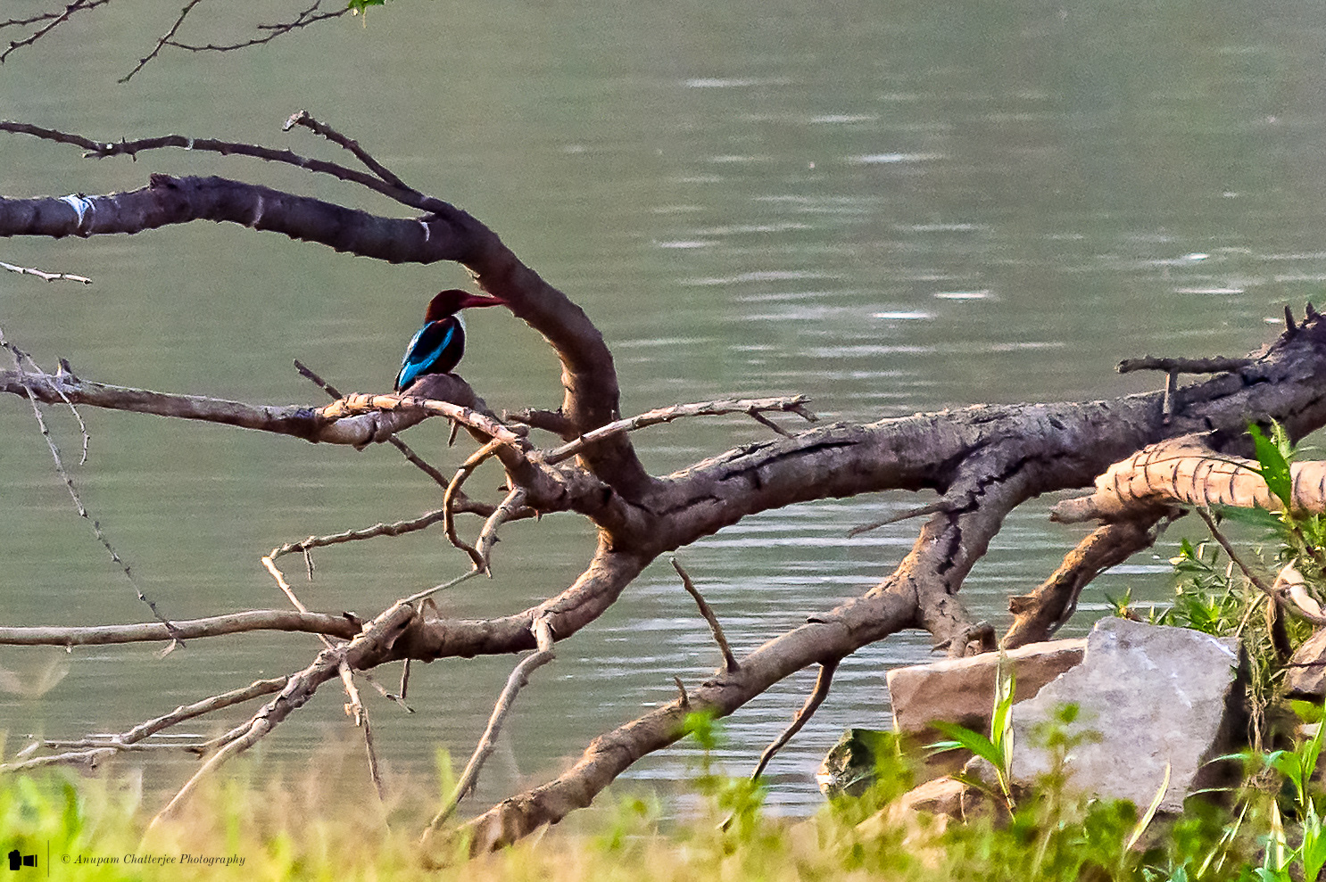 White Throated Kingfisher