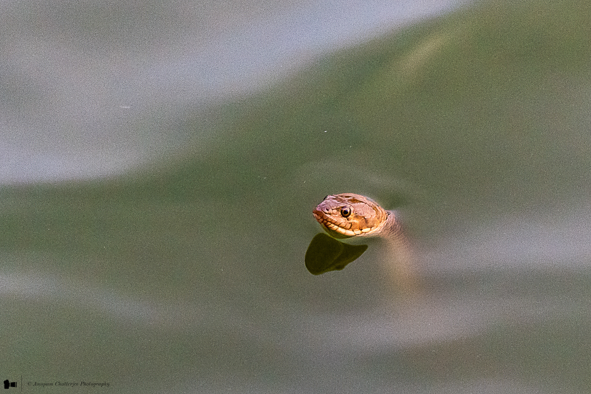 Checkered Keelback Snake - aka Asiatic Water Snake 