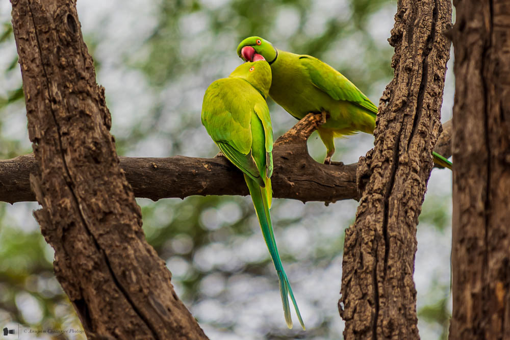 Parakeets - Rose ringed
