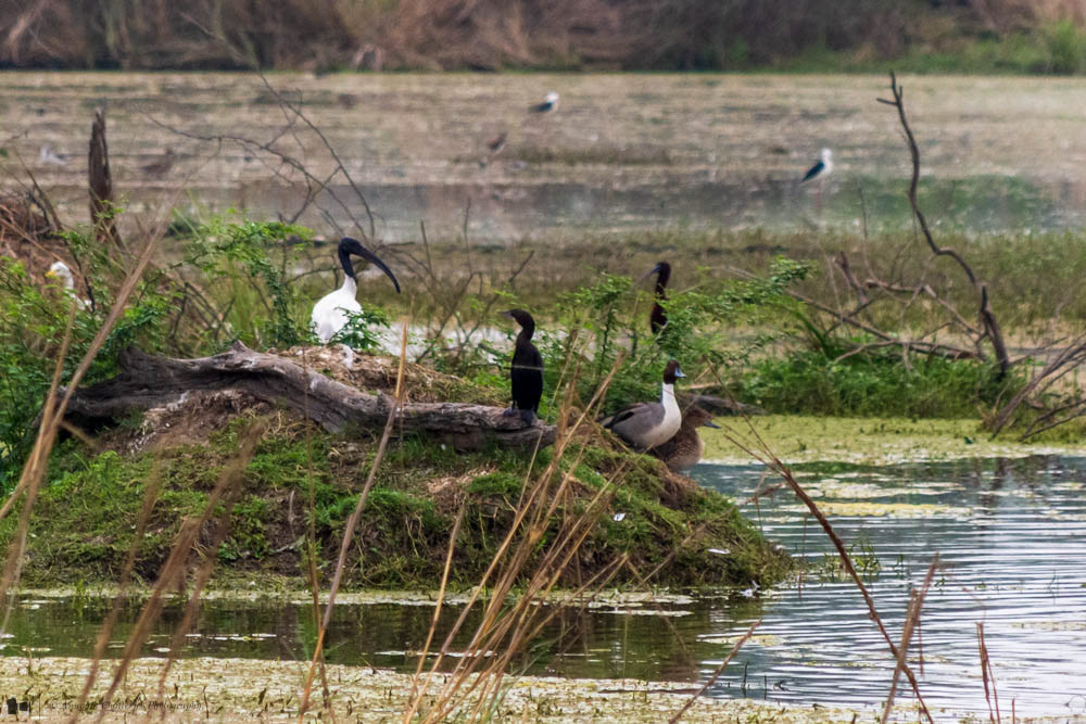 Australian White Ibis, Great Cormorant, Goose